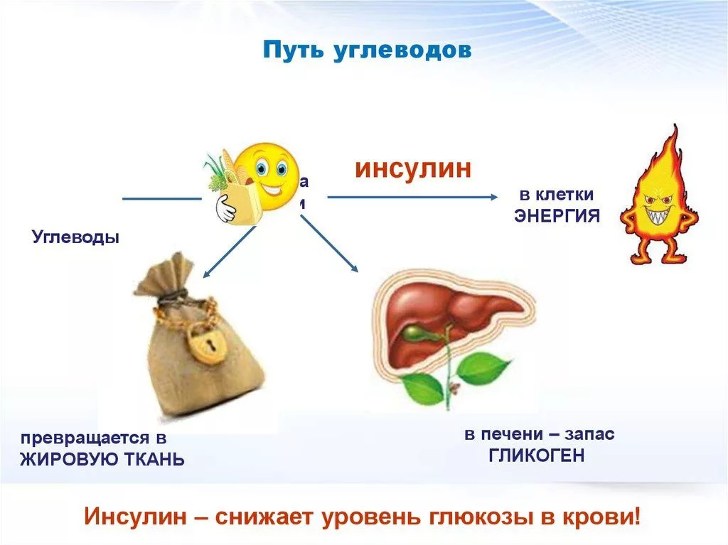 Энергообмен в организме человека