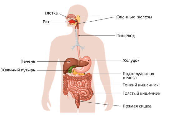 Как устроен процесс пищеварения